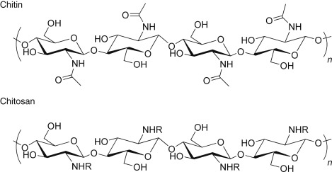 <p>A structural polysaccharide used by insects and crustaceans to build their exoskeletons and by fungi to build their cell walls.</p>