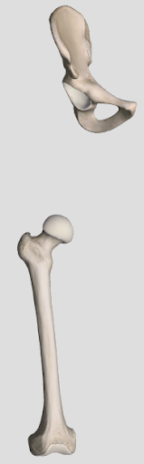 <p>ball and socket joint</p>