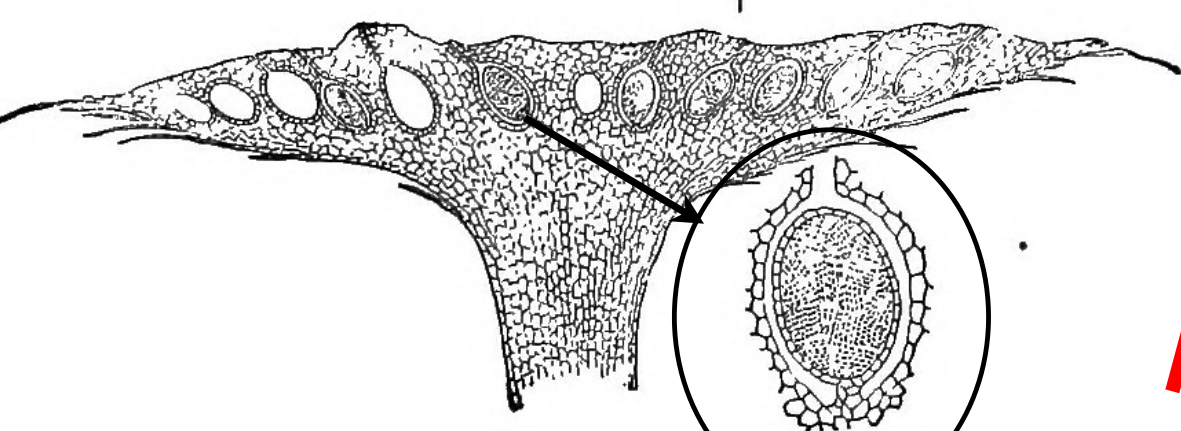 <p>Identify the structure </p>