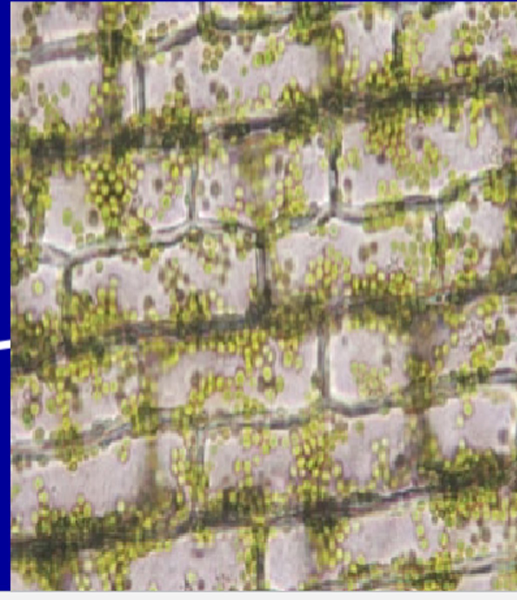 <p>-Part of the ground tissue system</p><p>-Also associated with vascular tissues</p><p>-Live at maturity</p><p>-Flexible primary cell wall</p><p>-Metabolically active</p><p>-Non specialized and can divide to become other cells</p><p>-Function is photosynthesis and storage</p>