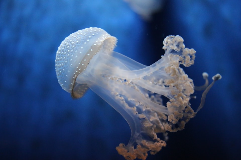 <p><strong>Cnidaria (Cnidarians)</strong></p>