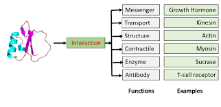 <p>List 4 of the primary functions proteins proteins serve within an animal’s body.</p>