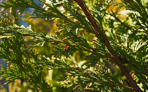 (Chamaecyparis lawsoniana)