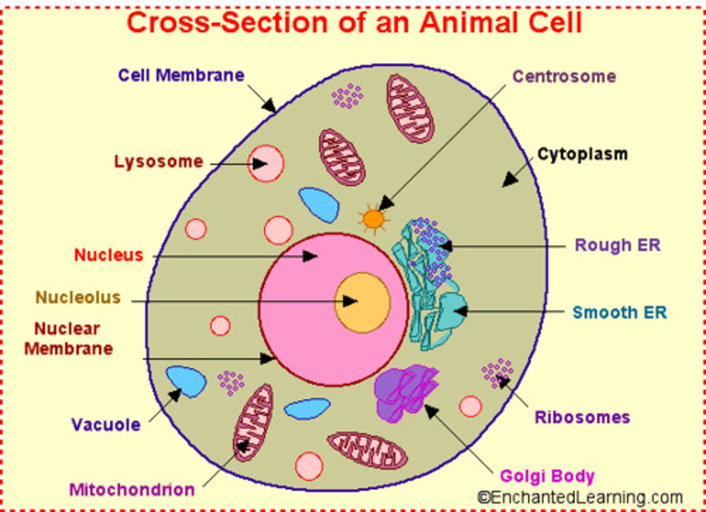 <p>a cell structure that forms a maze of passageways in which proteins and other materials are carried from one part of the cell to another.</p>