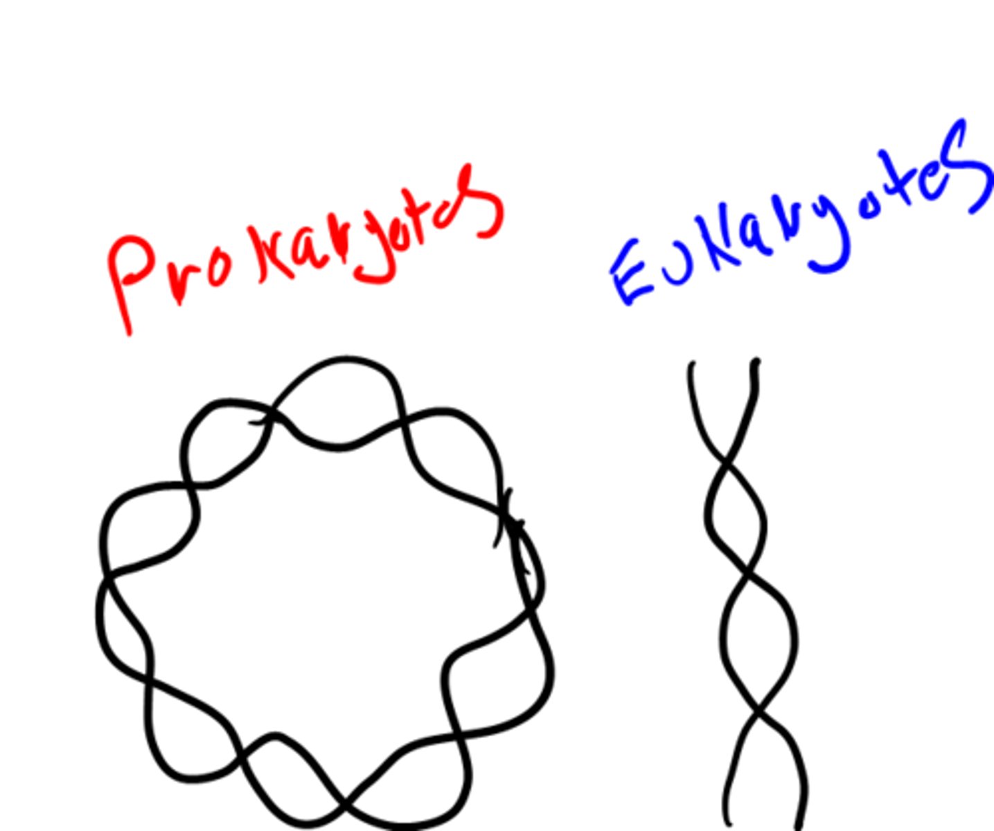 <p>1. Prokaryotes: DNA is circular, one end connects to the other</p><p>2. Eukaryotes: DNA is linear</p>