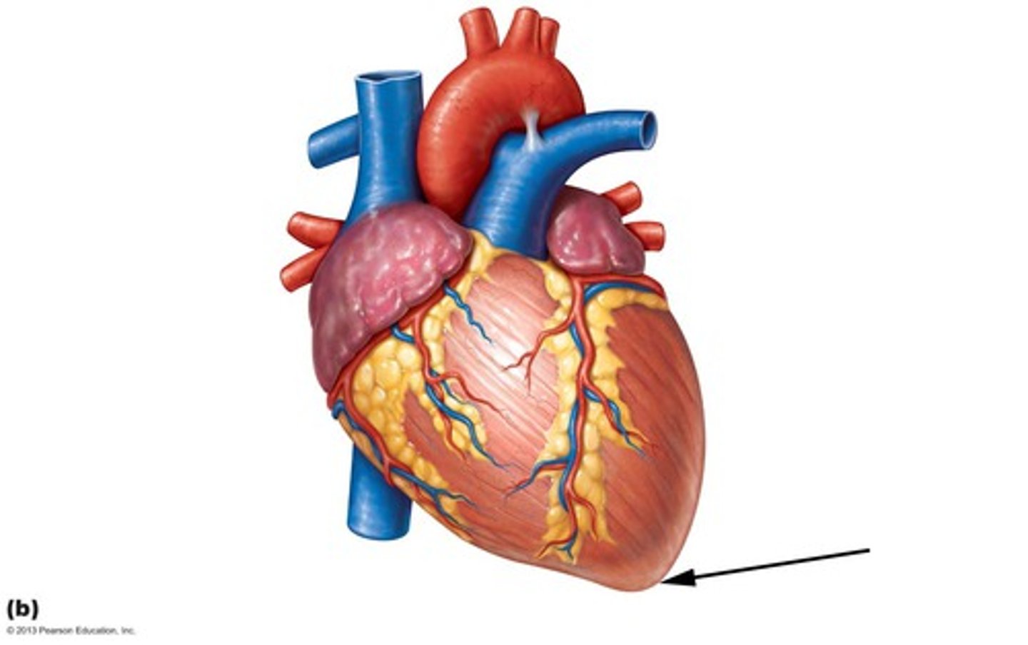 <p>is the area of heart at point of left ventricle</p>