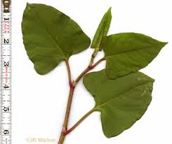 <p>Leaf base?</p>