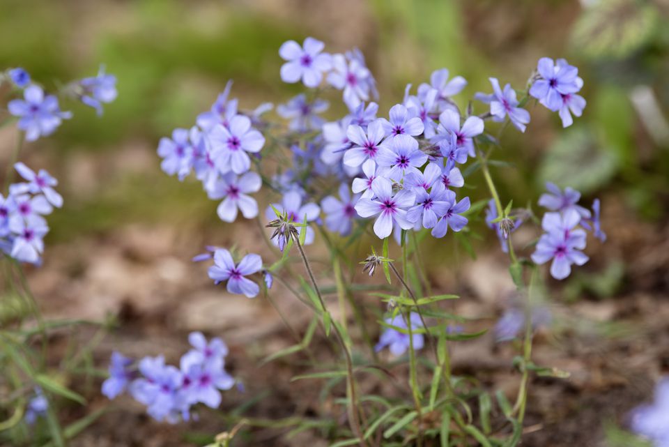 <p>A perennial plant with vibrant blue to purple flowers that bloom in clusters, often found in moist, shaded areas of woodlands. It attracts pollinators and typically blooms in spring.</p>