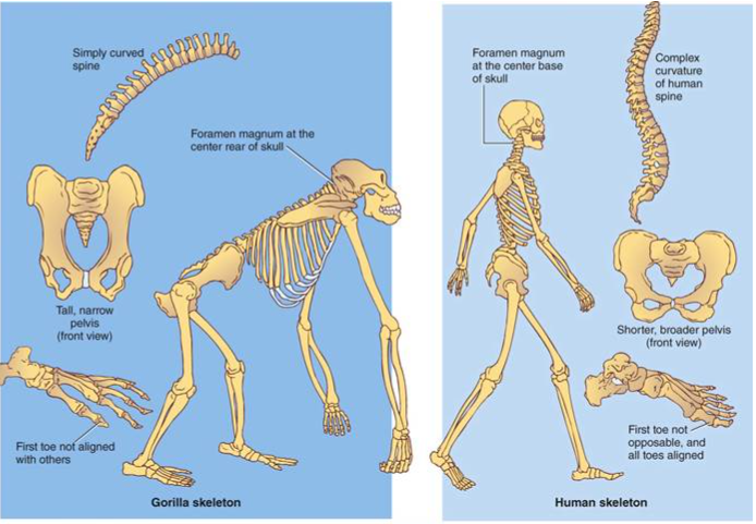 <ul><li><p><span>Humans - base of skull</span></p></li><li><p><span>Gorillas - rear of skull</span></p></li></ul><p></p>