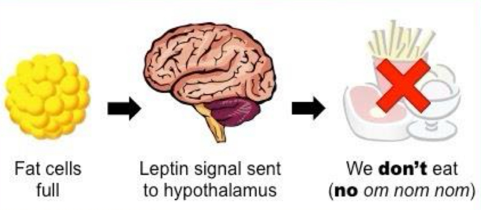 <p>full fat cells » leptin increase » no appetite</p>