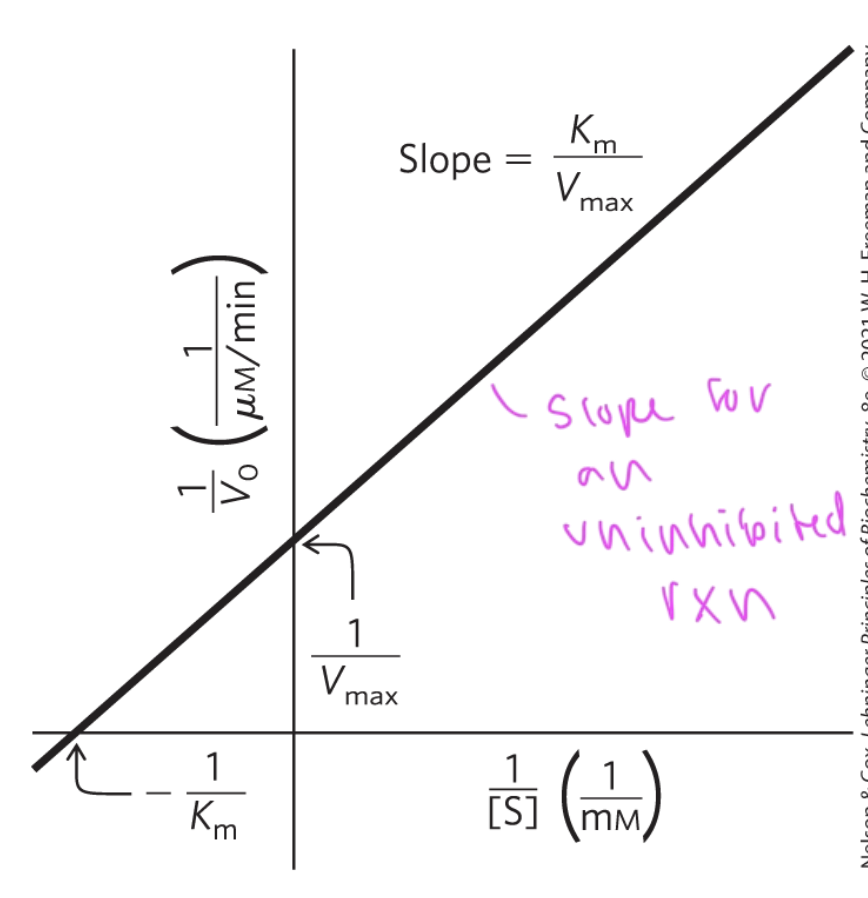 <ul><li><p>can be used to distinguish between diff types of inhibition</p></li><li><p>the slope of the line shows Km/Vmax (which is the inverse of the Michaelis-Manten equation)</p></li><li><p>the y-intercept is 1/Vmax</p></li><li><p>x intercept is -1/Km</p></li><li><p>plot shows unhibited rxn</p></li></ul><p></p>