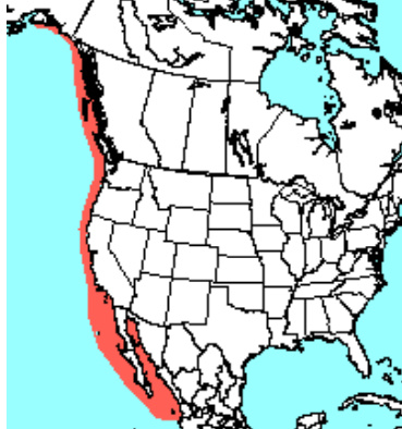 <p>Which species fits the following habitat and management concerns?</p><p><br>Habitat: Generally live along coastlines, have been found in rivers along the pacific north coast; often congregate on man made structures (jetties, piers, offshore buoys, oil platforms)</p><p>Management issues: Used to be hunted for hides and food; used by US Navy for retrieval programs and search and rescue; widely used in educational programs due to agility and trainability; ecotourism; research and education; thought by some to seriously reduce stocks of commercially valuable fish (i.e. salmon) </p>