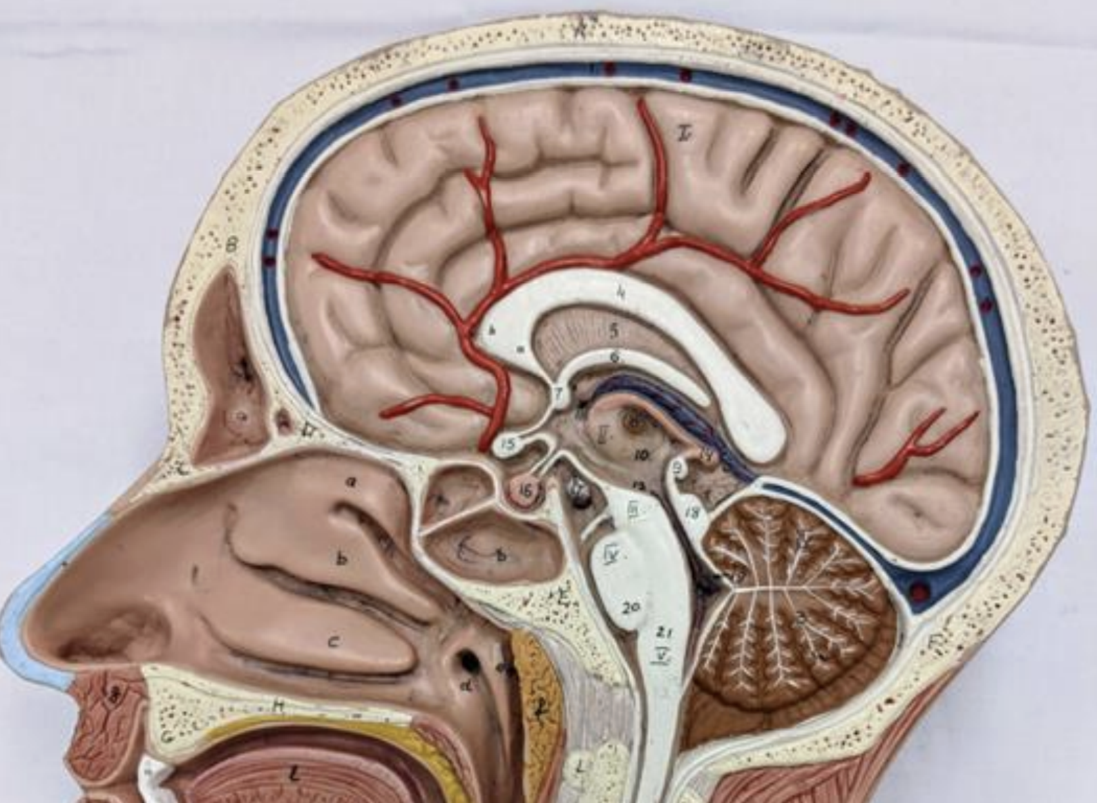 <p>Hypothalamus</p>