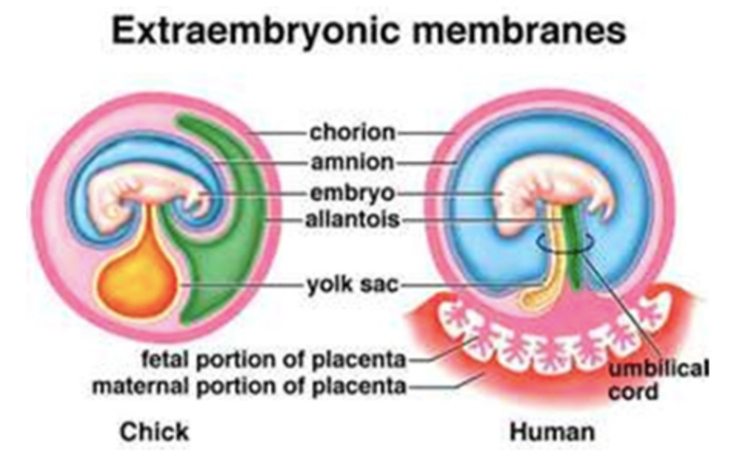 <p>amnion; chorion; allantois; yolk sac</p>