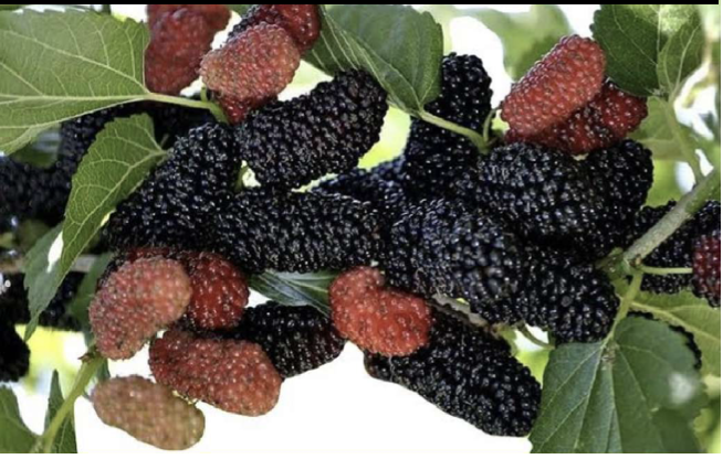 <p>Mulberries.</p>