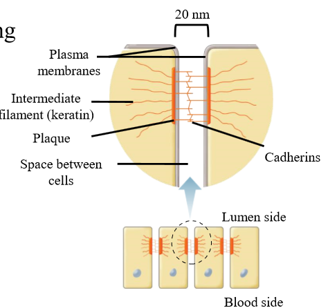 <p>Plagues: On cytoplasmic surface - <u>anchor cadherins </u></p><p>Cadherins<u>: Link cells together</u> by binding to plagues. Seen in the cell cleft</p><p>Intermediate filaments: <u>Structural suppor</u>t Anchor cytoplasmic surface of desmosome to components inside the cell</p><p></p>