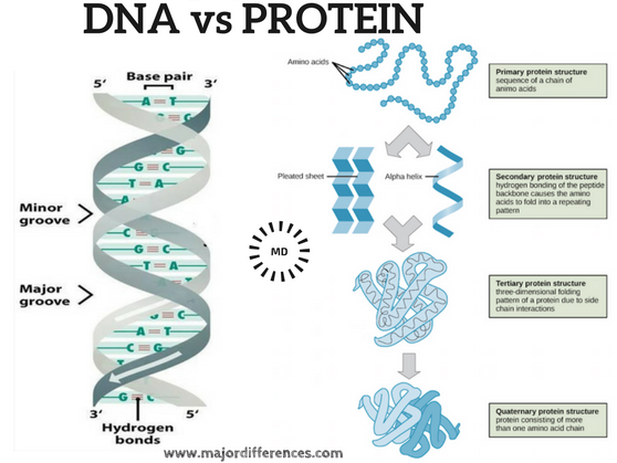 <p><span><span>Analogy: DNA vs proteins</span></span></p>