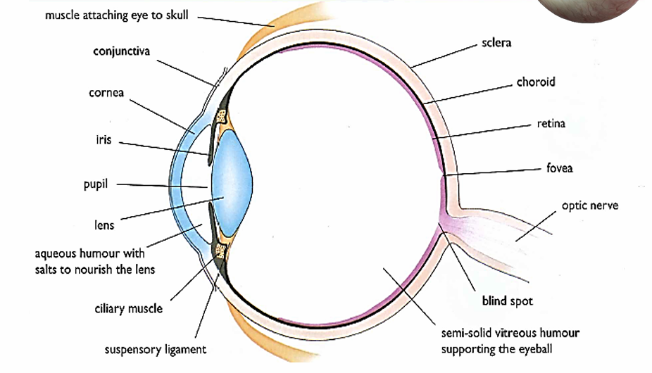 <p>Cornea</p>