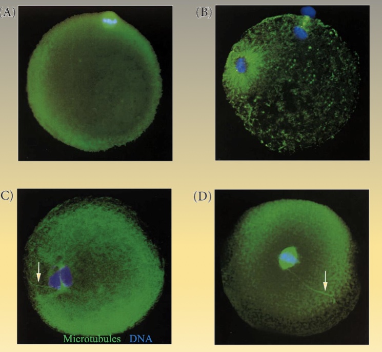 <p>The <strong>sperm centriole</strong> organizes an <strong>aster of microtubules</strong> that helps bring the two pronuclei together. As they approach, the <strong>nuclear envelopes</strong> of both pronuclei break down, allowing the <strong>first mitosis</strong> to begin.</p><p></p>
