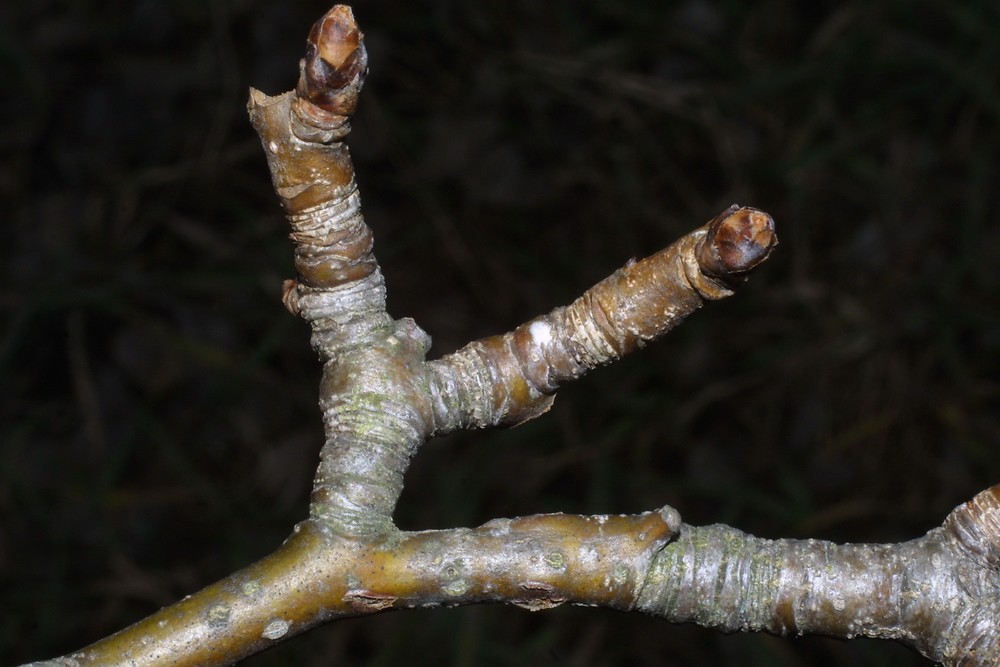 <p><strong><em>Pyrus</em></strong> sp.<br>Pupeny <strong>střídavé,</strong> lysé, kuželovité až vejcovité, tmavohnědé. Pupenové šupiny na okraji krátce rezavě chloupkaté.</p><p class="Norml-Skripta" style="text-align: justify">Letorosty většinou lysé, hnědé, lesklé, se světlými lenticelami,<strong> kolce.</strong></p>