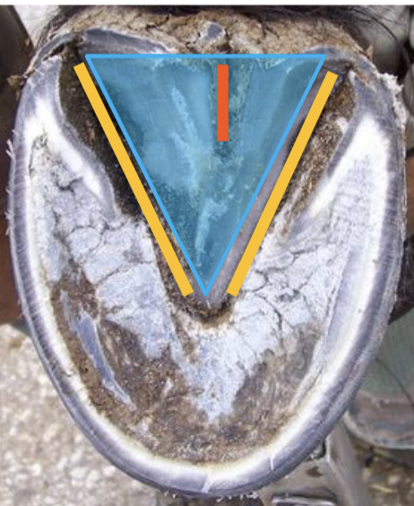 <p>what is the blue</p>