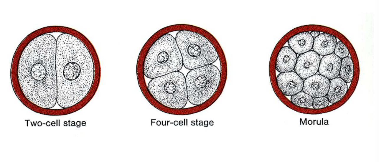 <ul><li><p>solid morula</p></li><li><p></p></li><li><p>*corpus luteum stays in ovary</p></li></ul><p></p>