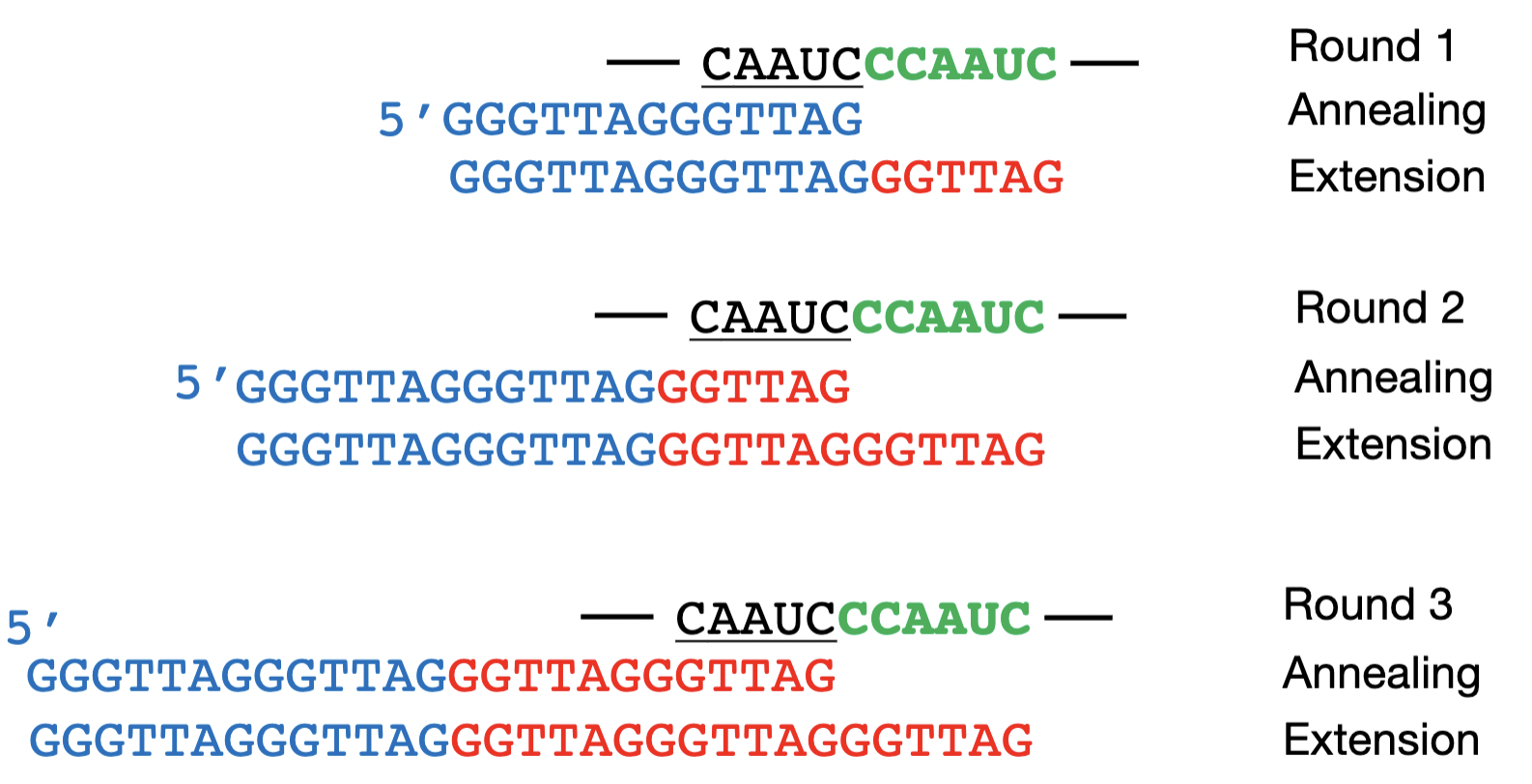 <p>templated extension</p><p>alignment region NOT copied just places 3 prime end in right place</p><p>Template region in green is what is extended</p><p>mutation in alignment region will NOT change sequence of repeats </p>