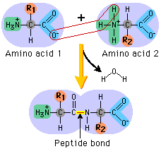 <p>between the carboxyl group of one amino acid and the amino group of another amino acid</p>
