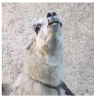 <p>Spitting - defence mechanism </p>