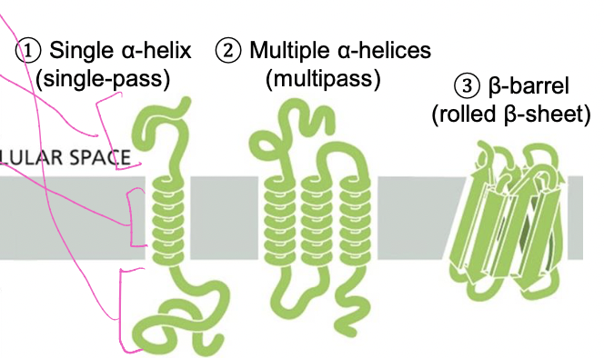 Proteins are ampipathic

* hydrophillic domains -aqueous - outside membranes
  * aa side chains are popar 
* hydrophobic membrane-panning domains -within membrane
  * aa side chains are non-polar 

  \*not all transmembrane proteins are alpha helixes 