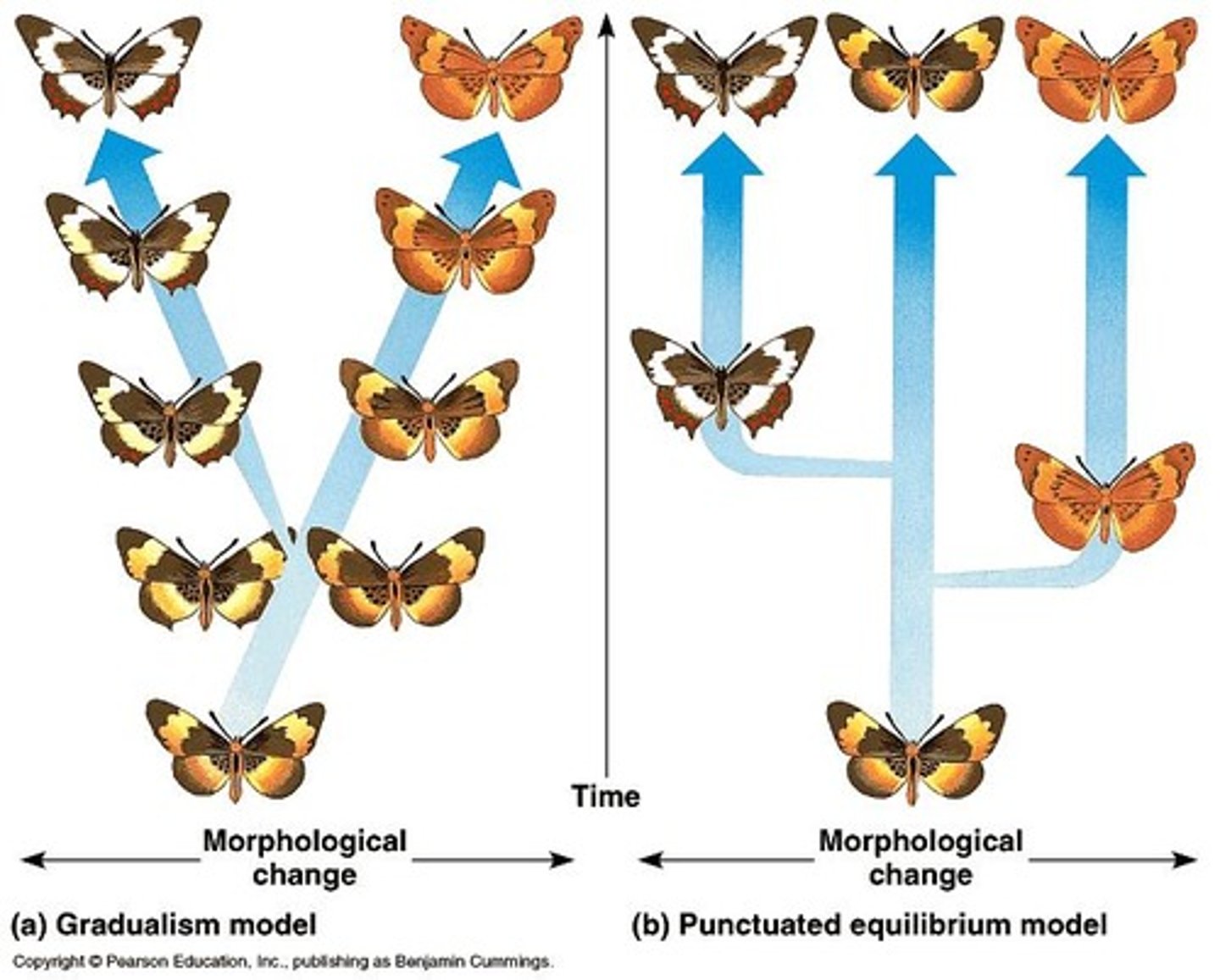<p>Rapid evolutionary changes followed by long stability periods.</p>