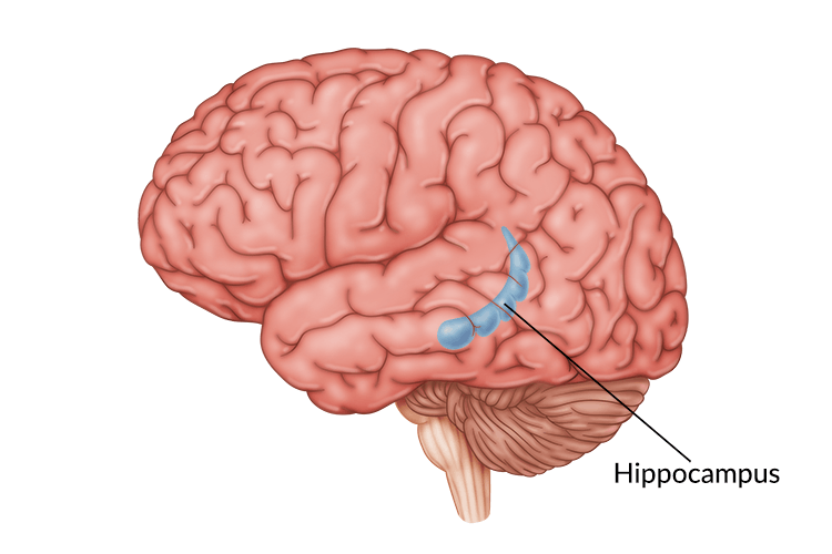 <p>Hippocampus</p>