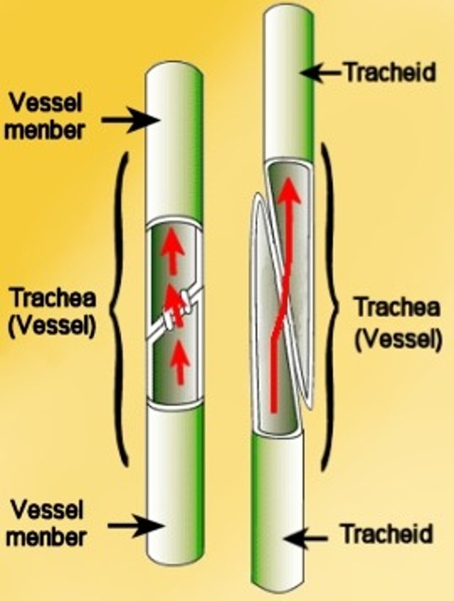 <p>vessel</p>