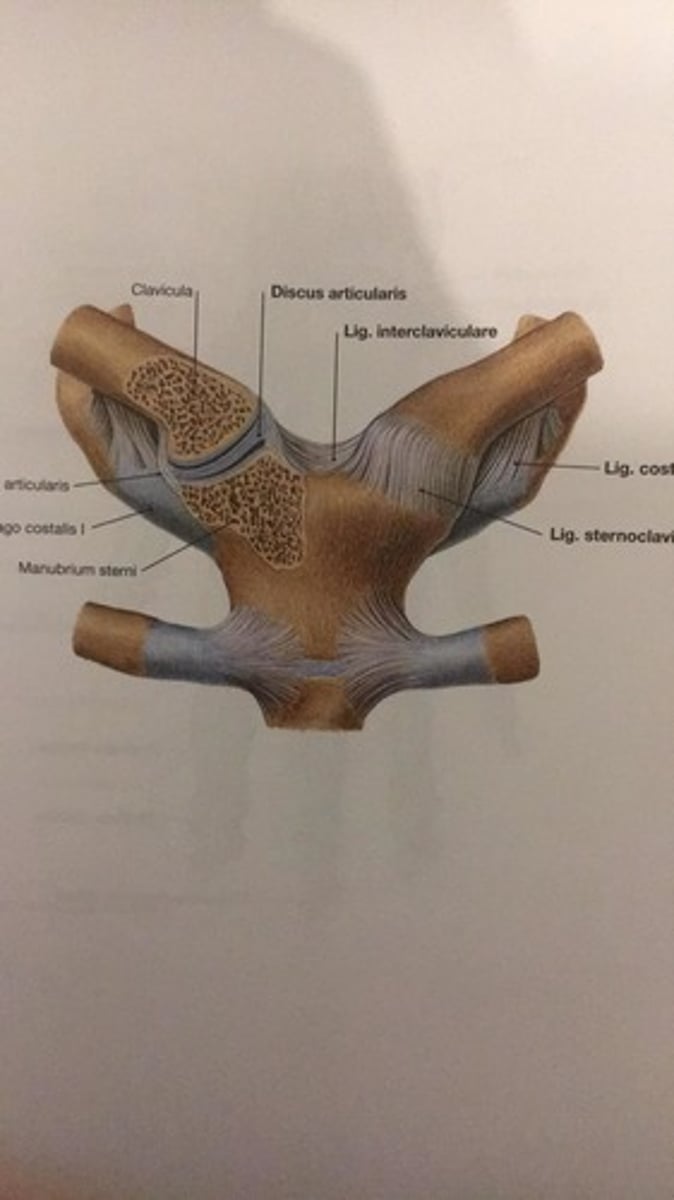 <p>Articuatio sternoclavicularis<br><br>Balninis<br>Daugiaašis<br><br>Pagrindiniai elementai:<br>1) Galva - raktikaulio krūtinkaulinis sąnar. pav.;<br>2) Duobė - krūtinkaulio raktikaulinė įlanka;<br>3) Kapsulė stora ir laisva;<br><br>1) Facies articularis sternalis claviculae<br>2) Incisura clavicularis sterni<br>3) Capsula.<br><br>Biomechanika:<br><br>Elevatio<br>Depressio<br>Circumductio<br><br>Transversal axis: Forward,back<br>Logitudinal axis: Rotation</p>