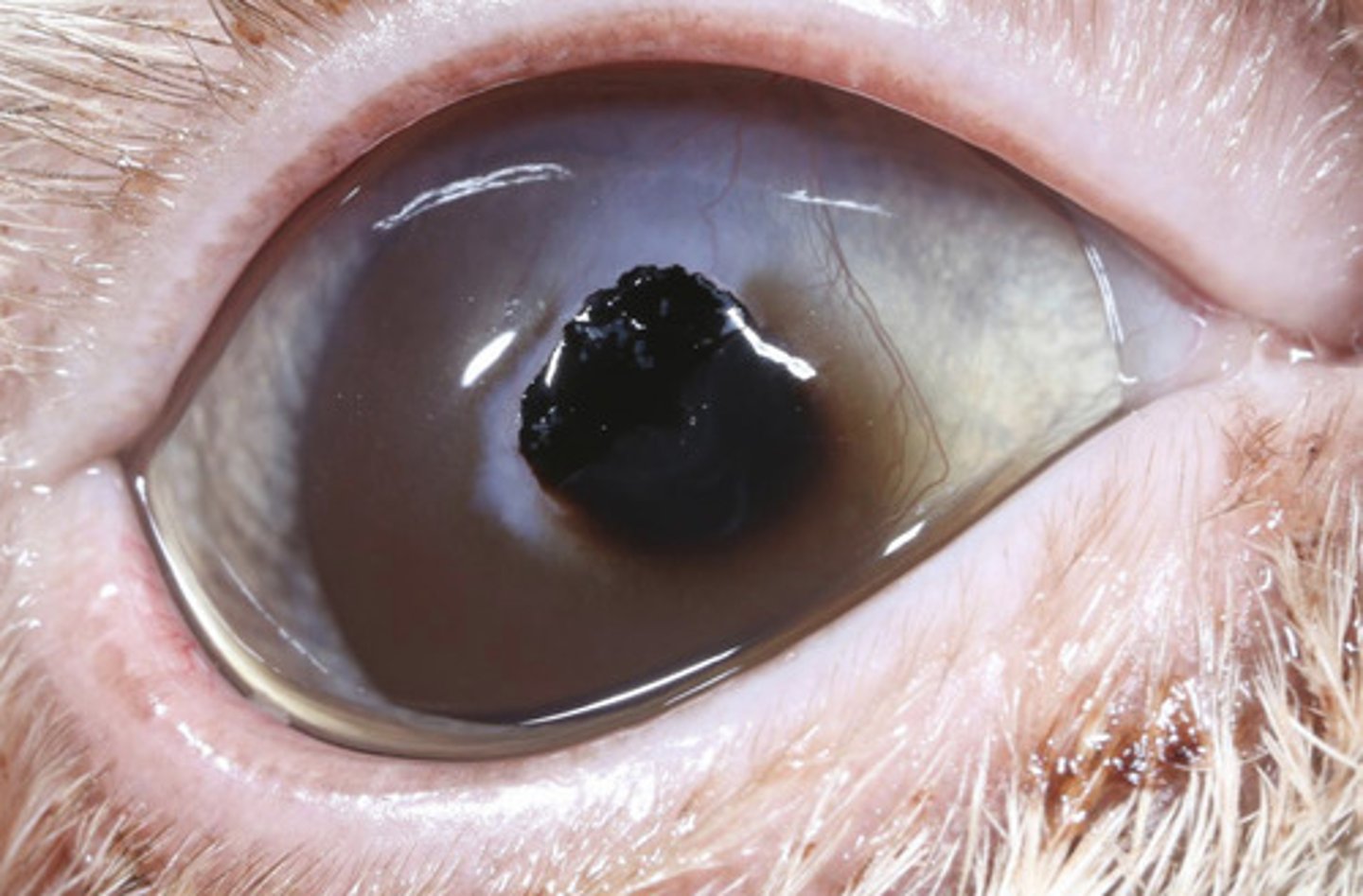 <p>What am I describing?</p><p>- Brown opacities</p><p>- Necrotic stroma</p><p>- FHV-1 may play a role</p><p>- Can vascularize and slough</p>