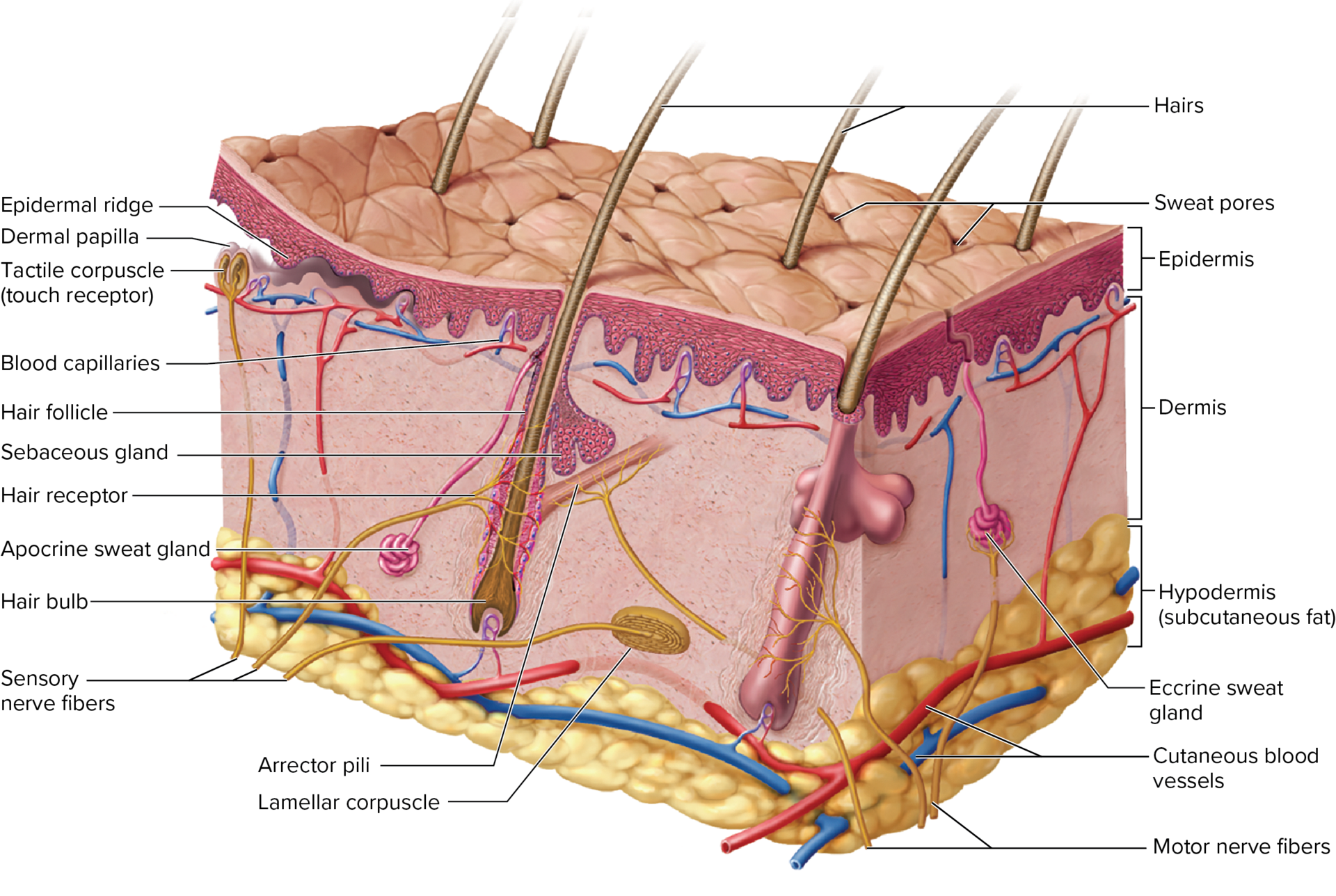 <p>what are the 2 layers of the skin?&nbsp;</p>