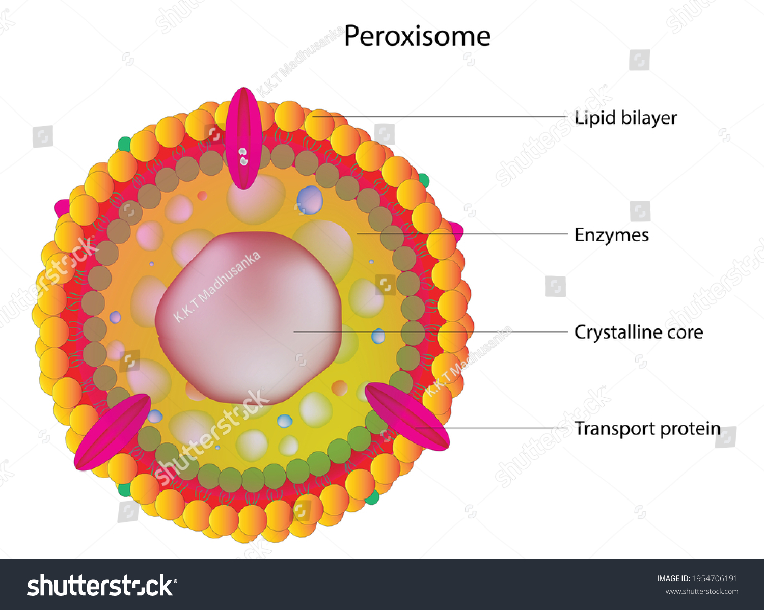 <p>peroxisomes</p>