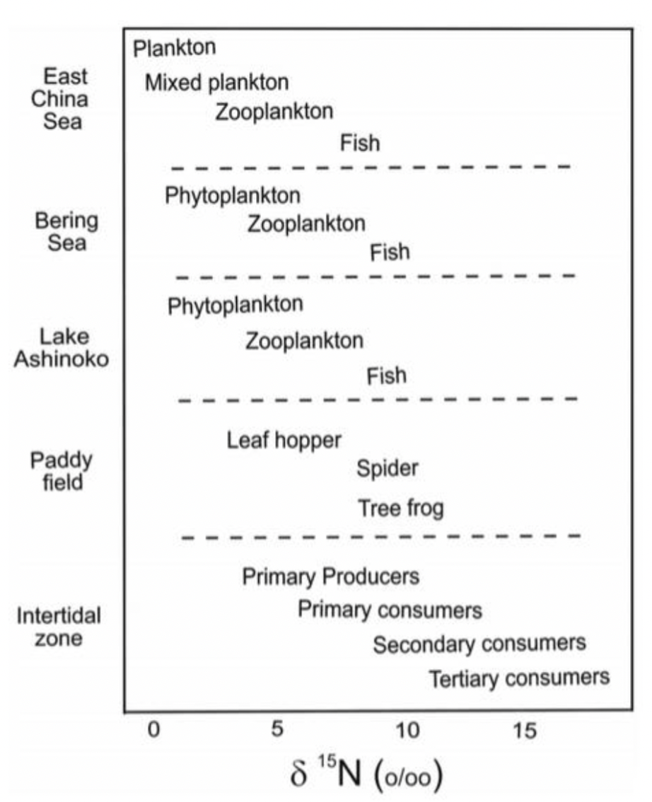 <p><em>Normalized to isotope ratio of nitrogen in air</em></p><p>15N quotient <strong>increases</strong> with <strong>increasing trophic status</strong></p><ul><li><p>1.3 to 5.3 % increase/ trophic level, average 3.4% / level</p></li><li><p>15N quotient is also affected by age of the organisms and diet</p></li></ul>