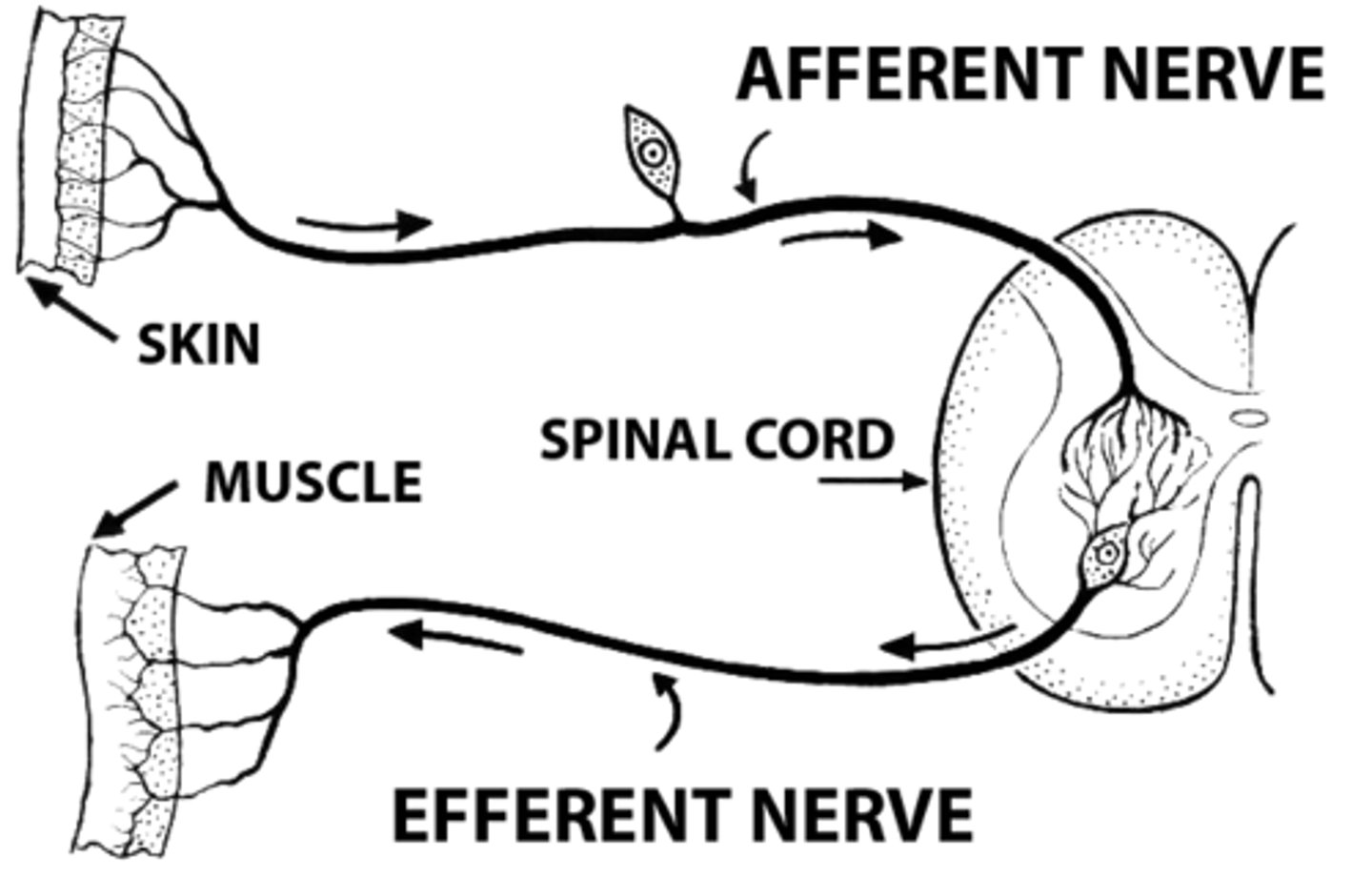 <p>Impulses only away from the CNS</p>