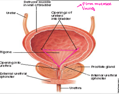 <p><strong>Bladder</strong></p><p>-_____ → directed towards top of pubic symphysis </p><p>-Base → shaped like inverted triangle, faces posterior inferior</p><ul><li><p>_______ → smooth, triangular area firmly attached to wall. Between openings of the ________ and _______</p></li></ul><p>-Bladder wall → _________ muscle, except in the bladder _____</p><p>-Superior surface → slightly domed when empty and balloons upward when full </p><p></p>