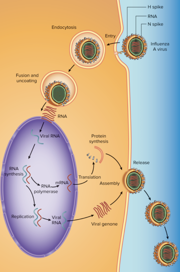 <p>• Must use RNA polymerase to manufacture mRNA for protein synthesis</p><ul><li><p>Many mistakes made by RNA Polymerase leads to mutations and fast viral evolution</p></li></ul>