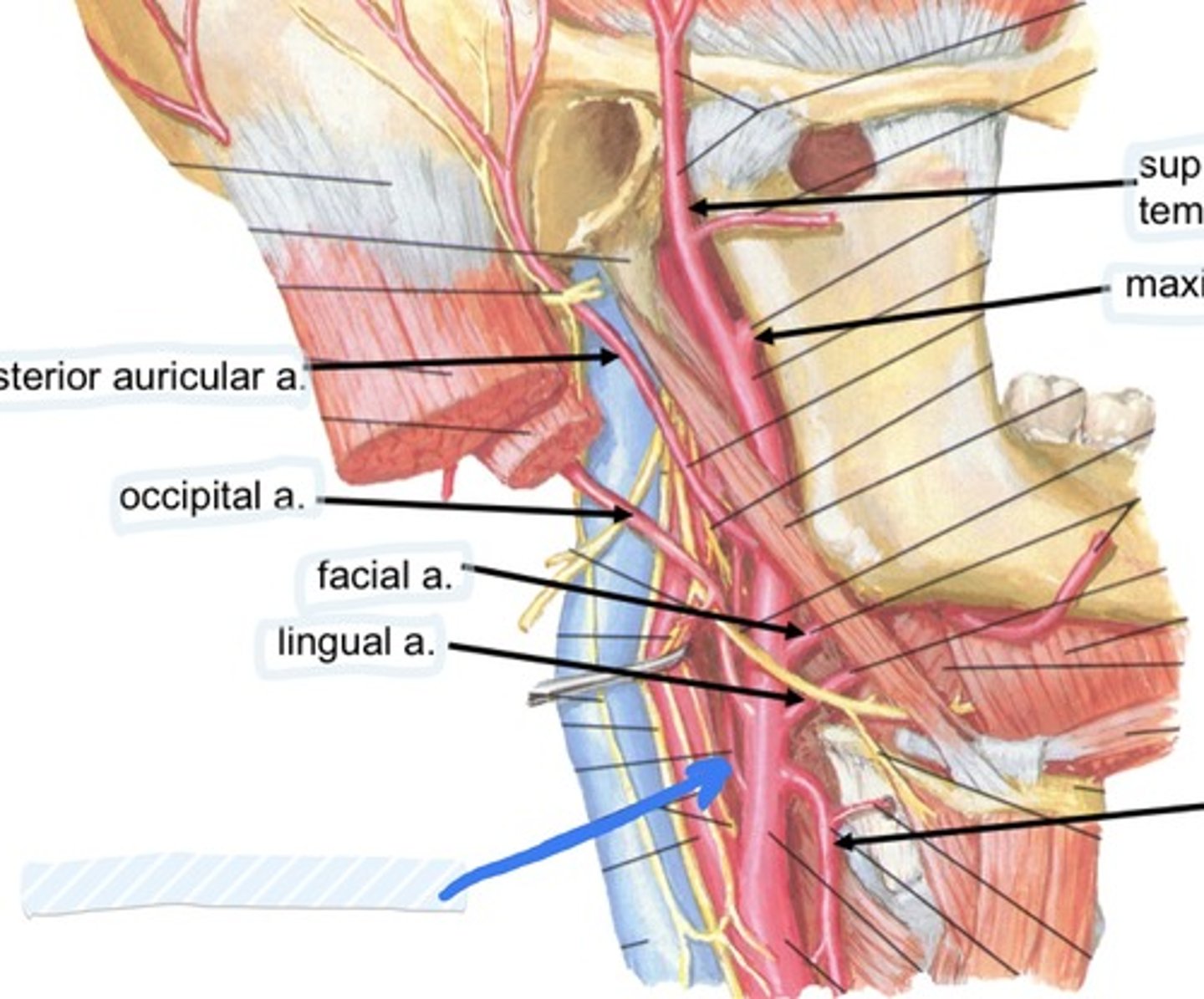 knowt flashcard image