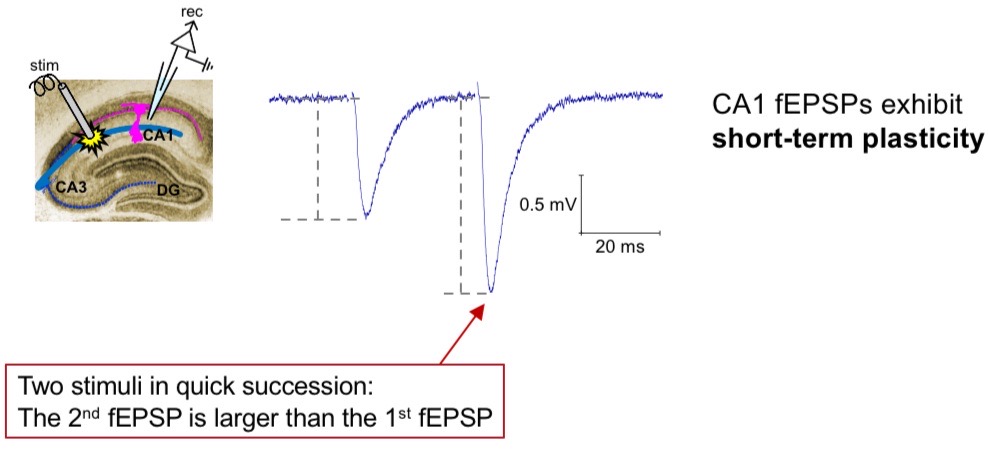 <p>→ change in strength of synaptic communication </p><ul><li><p>the strength of synaptic communication between two neurons is not fixed </p></li><li><p>Short and long term potentiation exists = brain processes that temporarily or permanently alter synaptic strength</p></li></ul><p></p>