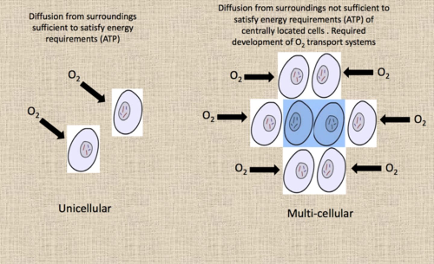 <p>Larger organisms have smaller surface area to volume ratios and are unable to directly obtain useful substances from their environment like single-celled organisms can</p>