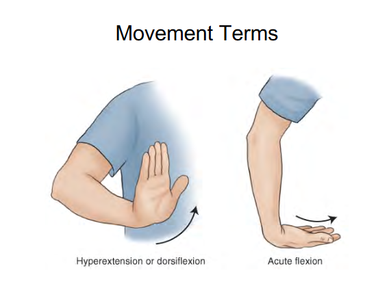 <p>Image 1 : Hyperextension or Dorsiflexion</p><ul><li><p>lifting up hand to the air </p></li></ul><p>Image 2: Acute Flexion </p><ul><li><p>Moving Fingers downwards wrist </p></li></ul><p></p>