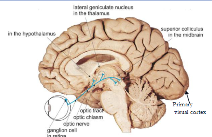 <p>What is the Lateral Geniculate Nucleus (LGN)?</p>