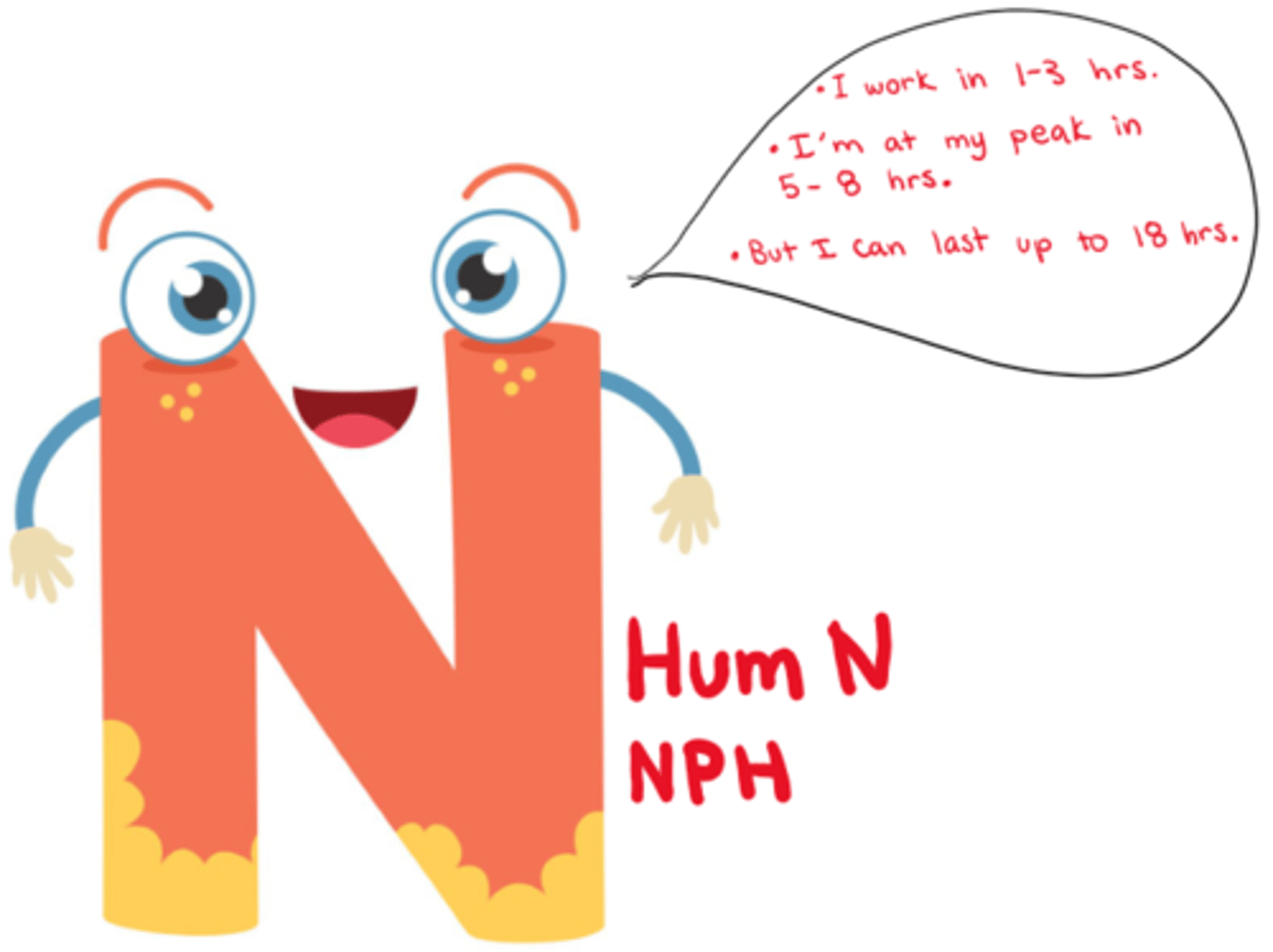 <p>- Onset: 1-3 hrs</p><p>- Peak: 5-8 hrs</p><p>- Duration: up to 18 hrs (dose dependent!)</p>