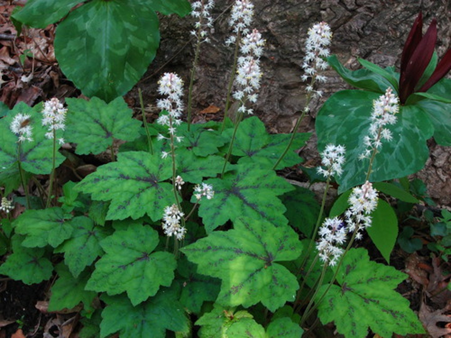 <p>special notes: reliable evergreen</p><p>leaves: pointed lobes; green foliage; burgandy veination</p><p>blooms: white; raceme</p>