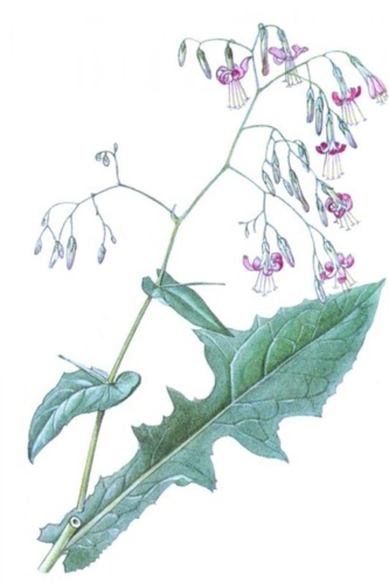 knowt flashcard image