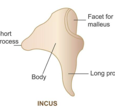 <p>Incus - ear ossicles</p>